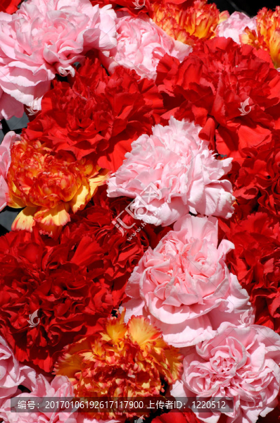 Flowers,26