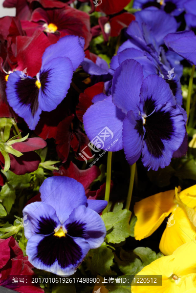 Flowers,27