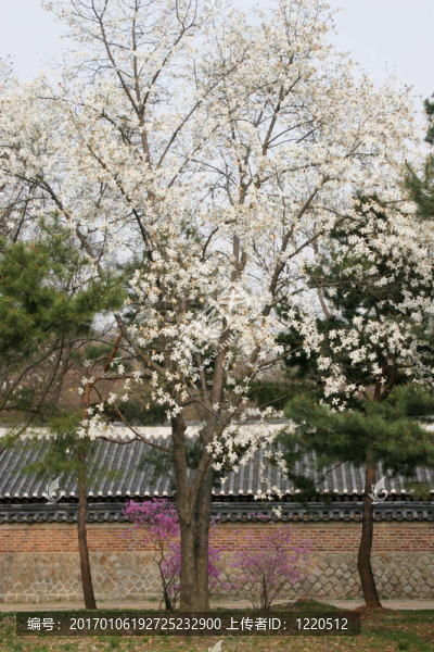 盛開的花園