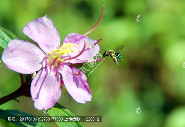 花粉的蜜蜂3