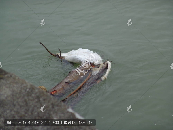 禽流感001
