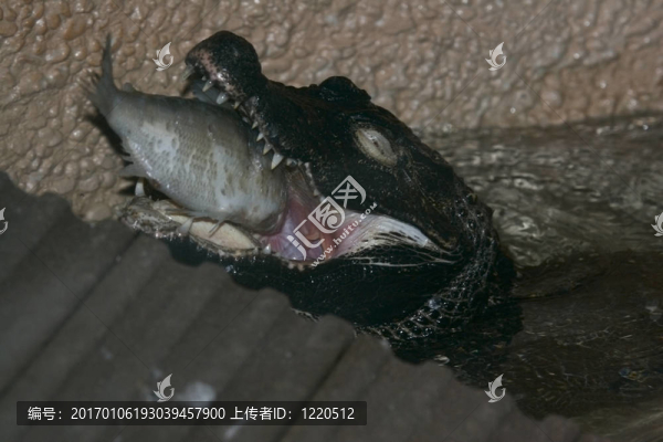 鱷魚