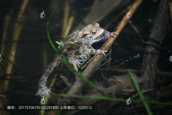 青蛙在水