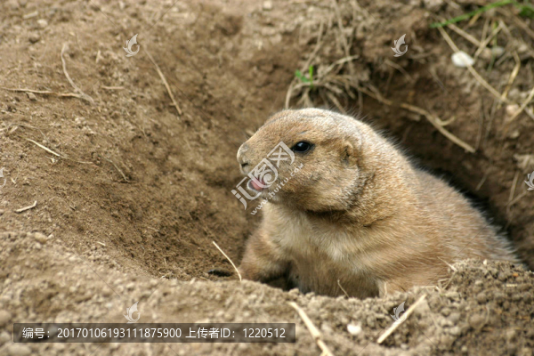草原犬鼠