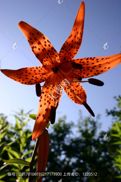 莉莉-匯圖網(wǎng) www.fosd68.com 莉莉