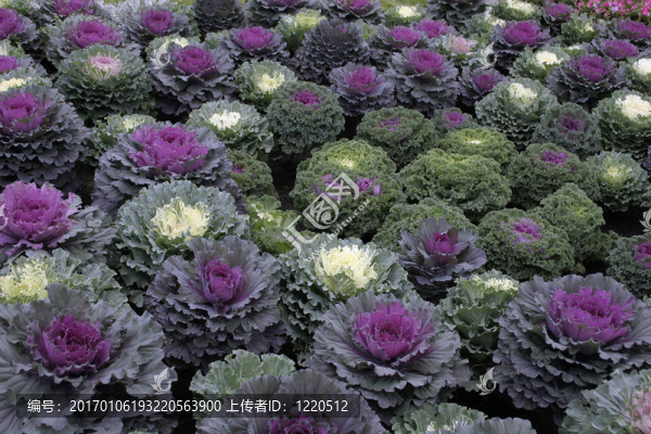 裝飾菜。