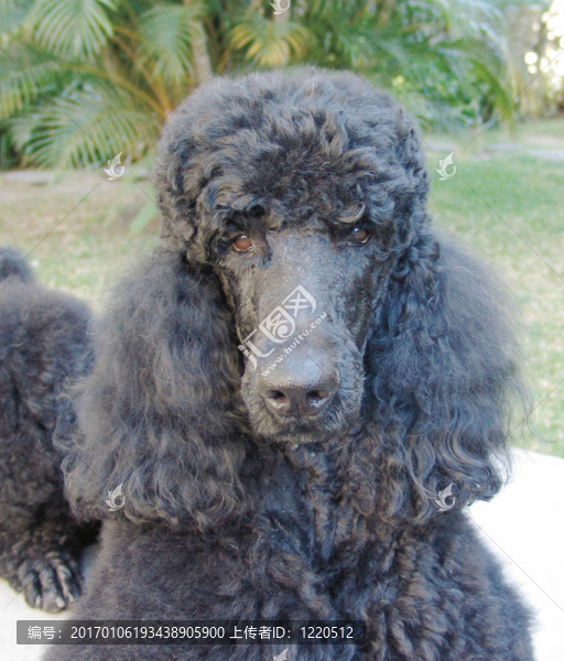 貴賓犬
