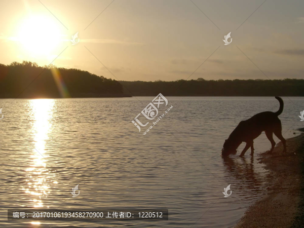 狗在湖