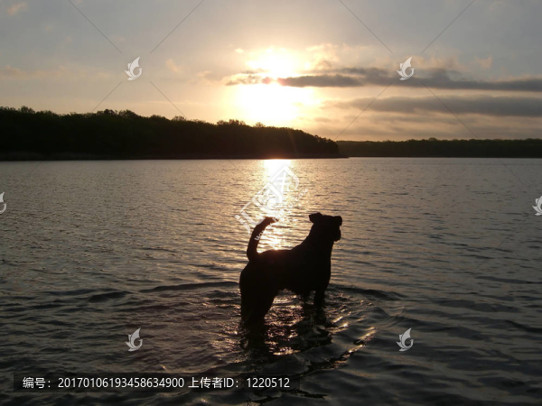 狗在湖日落