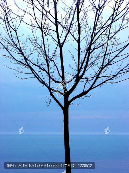 黑樹的剪影