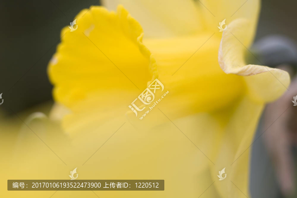 水仙花的宏