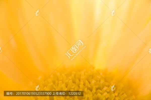 黃色的雛菊宏