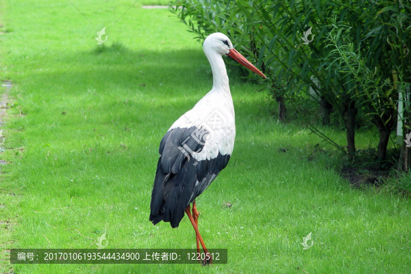 鸛