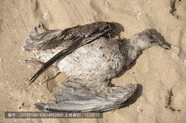 死鳥