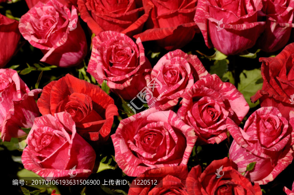 Flowers,50