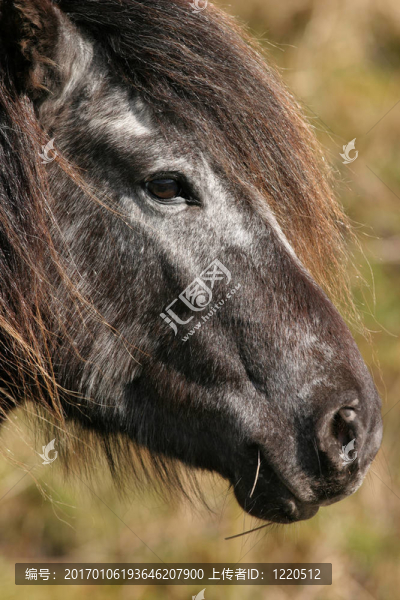野生的小馬