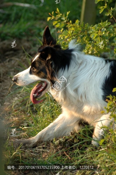 邊境牧羊犬