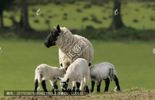 Mother,Sheep和三胞胎