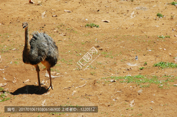 鳥