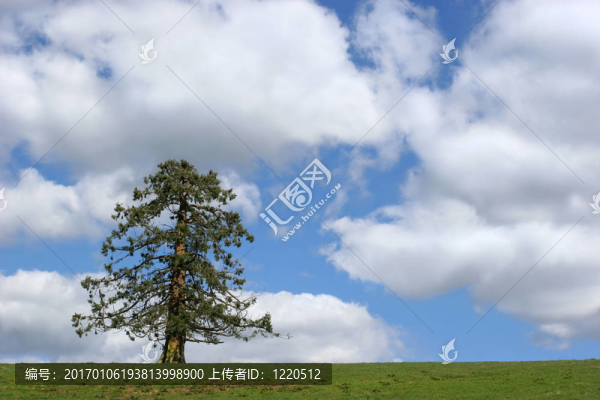 常青樹