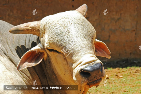 動(dòng)物