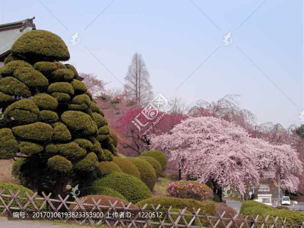 春天的日本花園