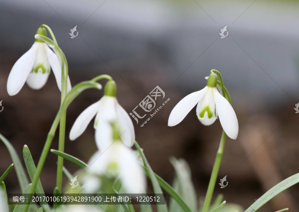 春天雪花蓮