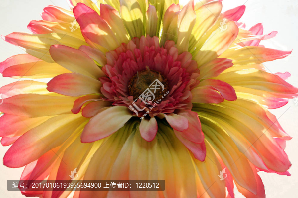 雛菊