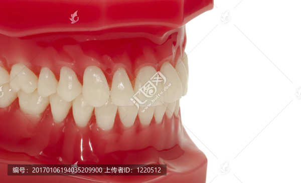 牙齒-匯圖網(wǎng) www.fosd68.com 牙齒