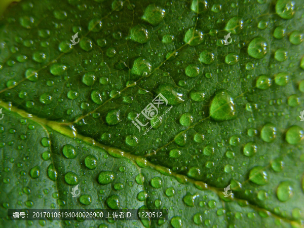 綠葉上的水滴