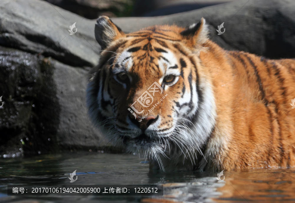 游泳的東北虎