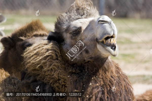 駱駝