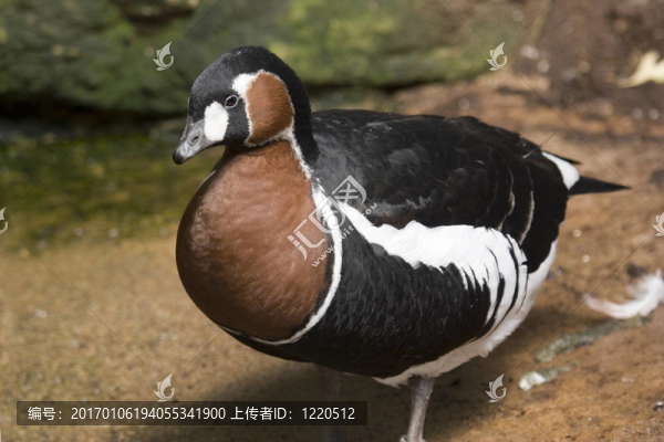 紅胸黑雁