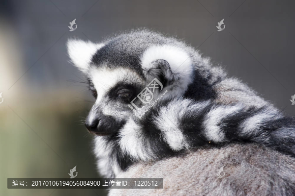 環(huán)狀尾狐猴-匯圖網(wǎng) www.fosd68.com 環(huán)狀尾狐猴