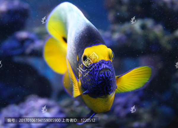 魚