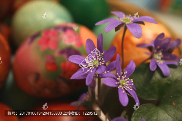 紫羅蘭