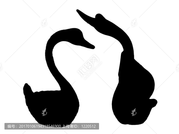 天鵝的身影-匯圖網(wǎng) www.fosd68.com 天鵝的身影