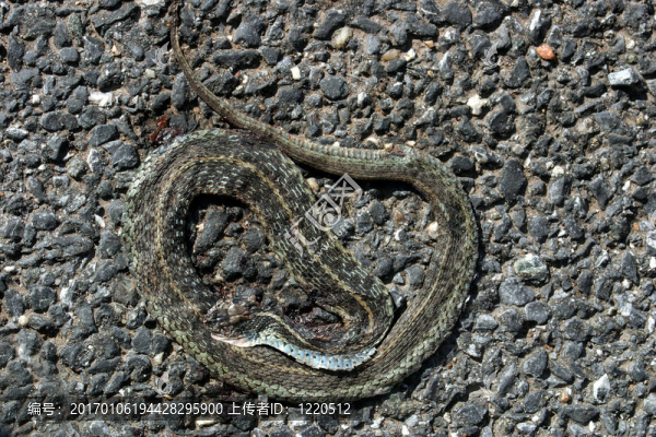 路殺-匯圖網(wǎng) www.fosd68.com 路殺