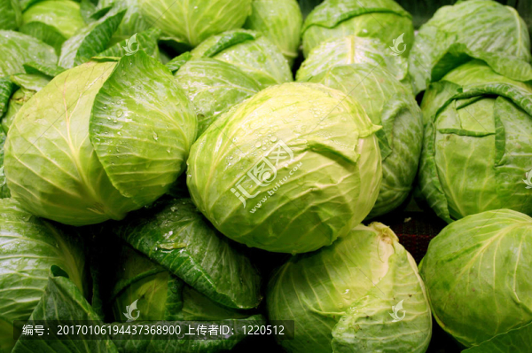 蔬菜白菜