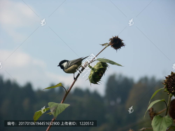 大山雀