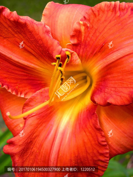 紅黃杜鵑花