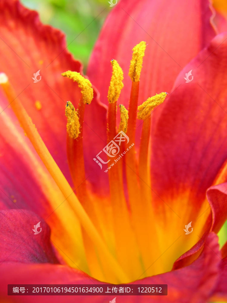 紅黃杜鵑花