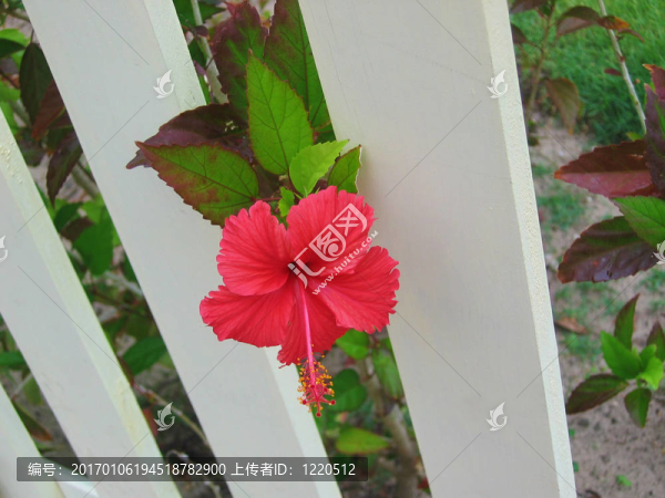 芙蓉花-匯圖網(wǎng) www.fosd68.com 芙蓉花