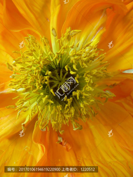 orange_poppy01