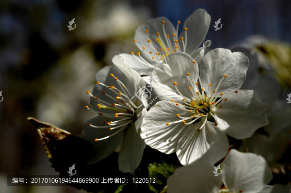蘋果花