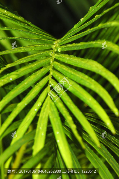 植物學(xué)的