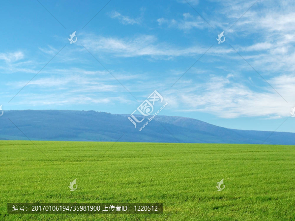 小麥田
