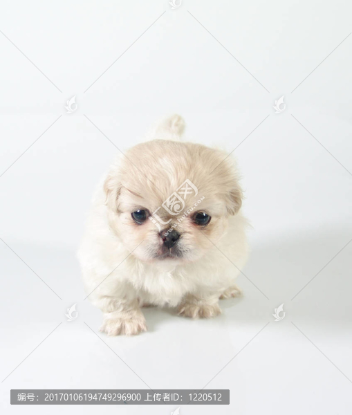獅子狗小狗