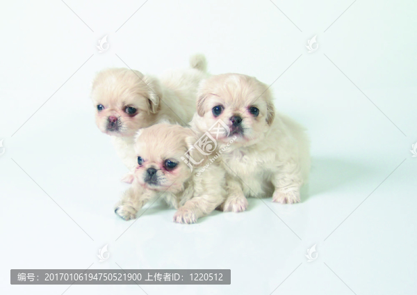 六周齡的純種京巴犬