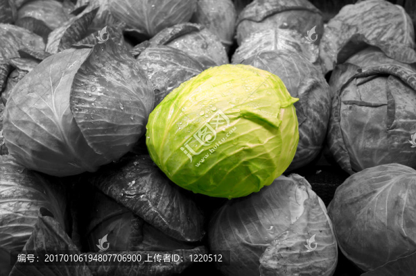 蔬菜白菜分離-匯圖網(wǎng) www.fosd68.com 蔬菜白菜分離